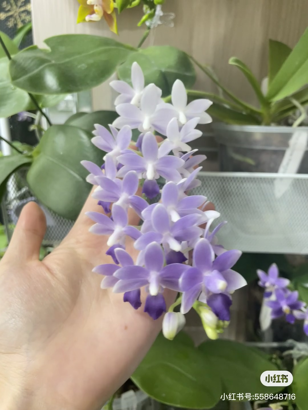 【蓝星】稀有品种蝴蝶兰