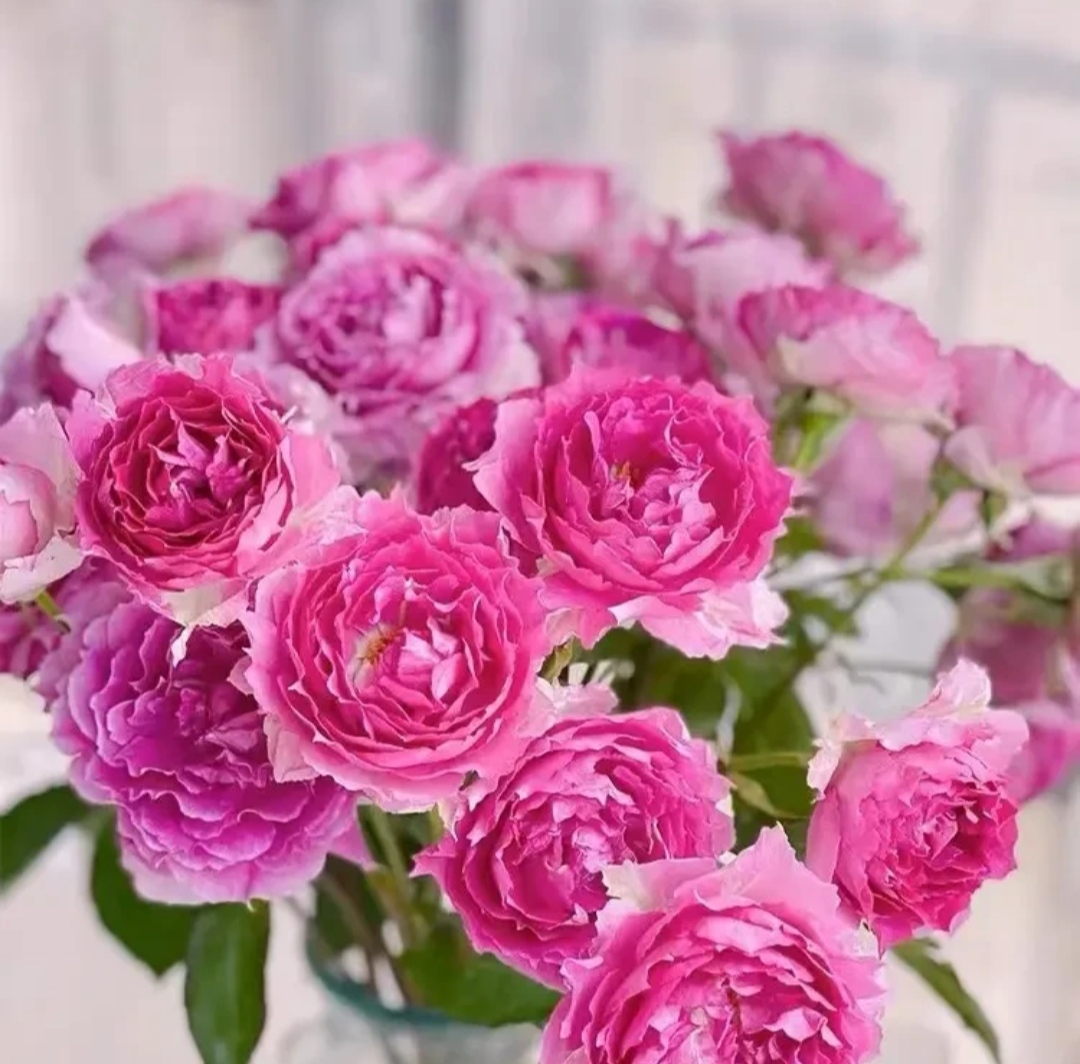 【天方夜谭】大花浓香多头紫色月季花耐寒耐热阳台室内室外栽种