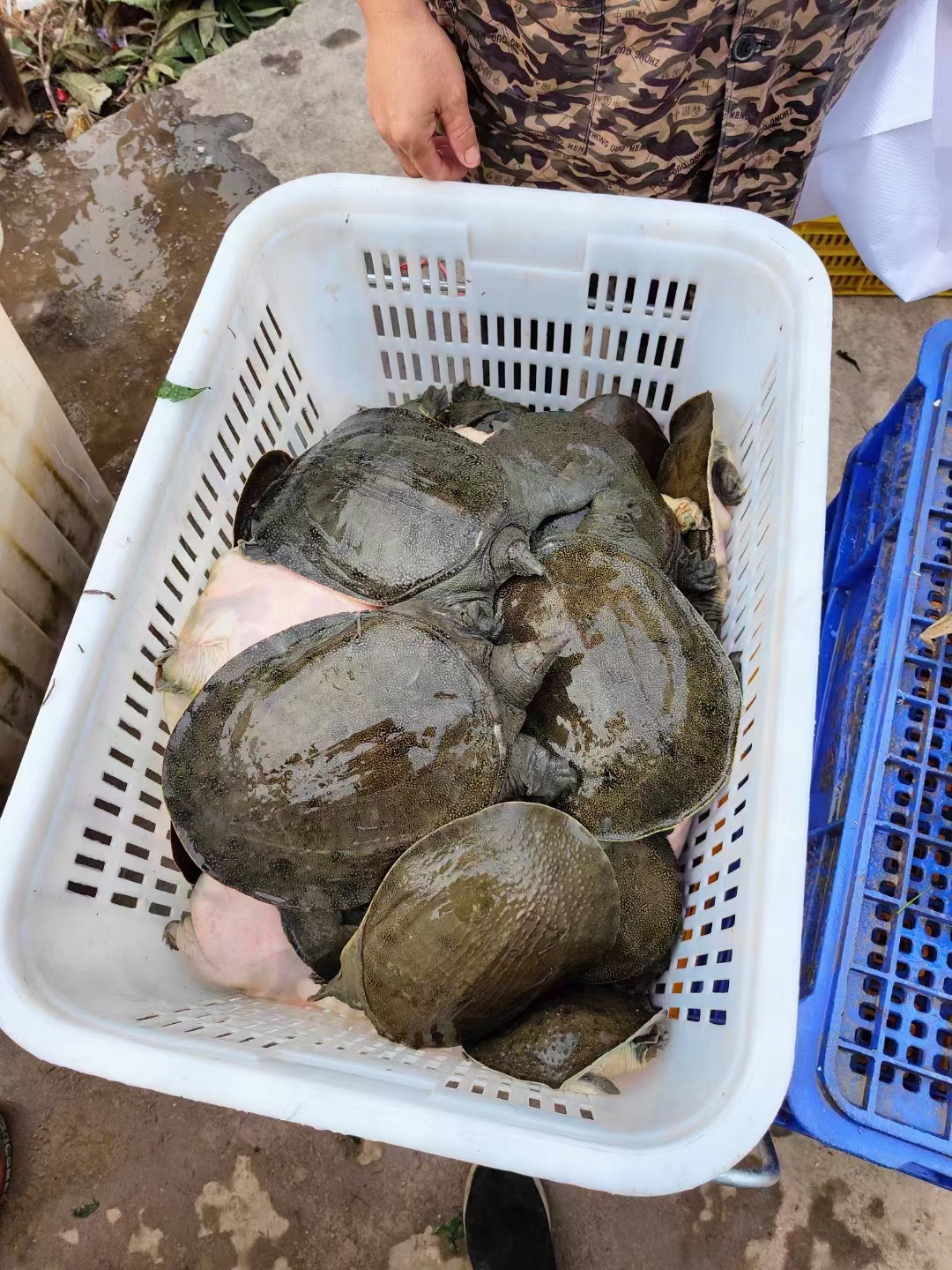 5年原生态外塘甲鱼两只一共8斤特惠专拍