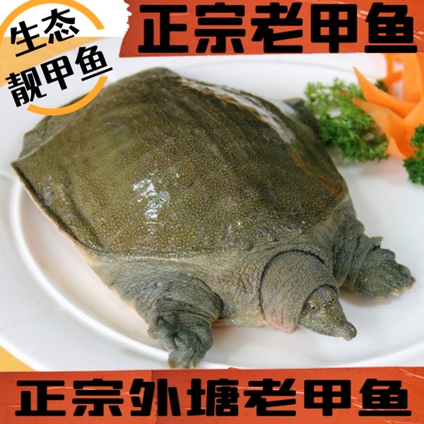 十年生态养殖老种甲鱼仿野生中华鱼、团鱼、水鱼包邮包活到家