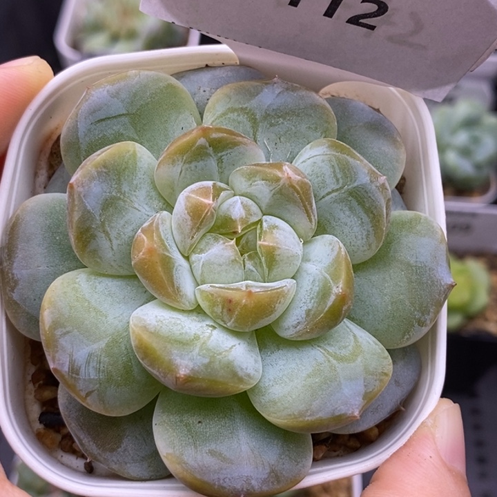 【闪购商品】29-112