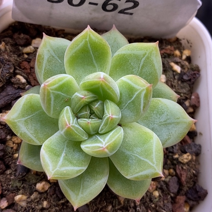 【闪购商品】30-62雪花珍妮