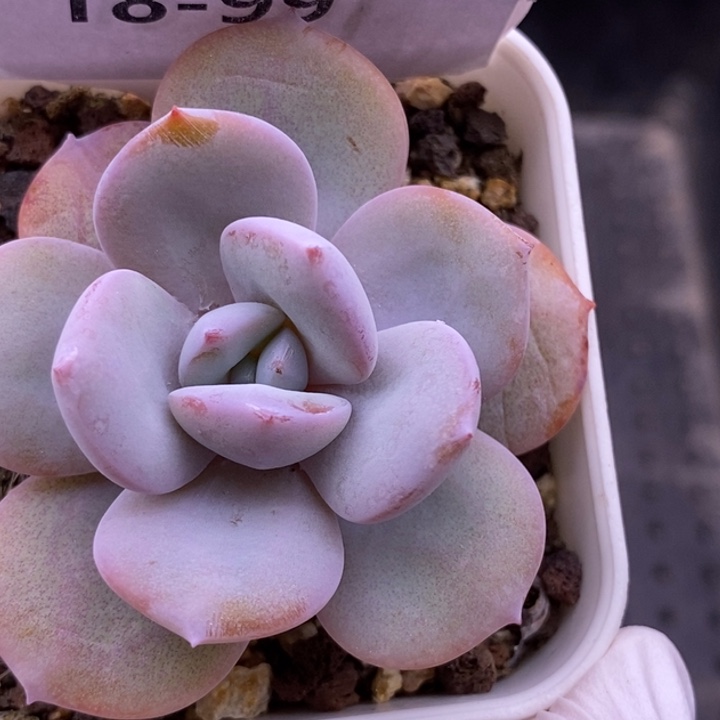 【闪购商品】18-99奶茶