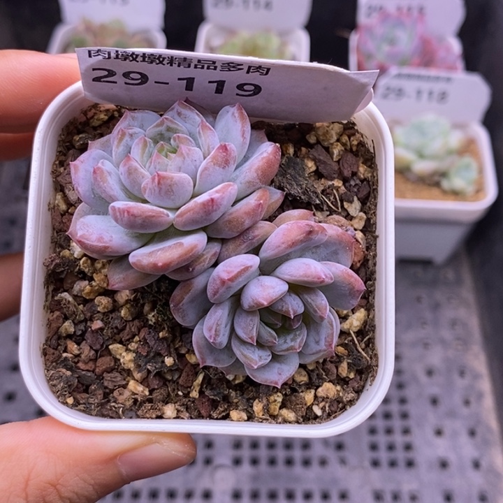 【闪购商品】29-119