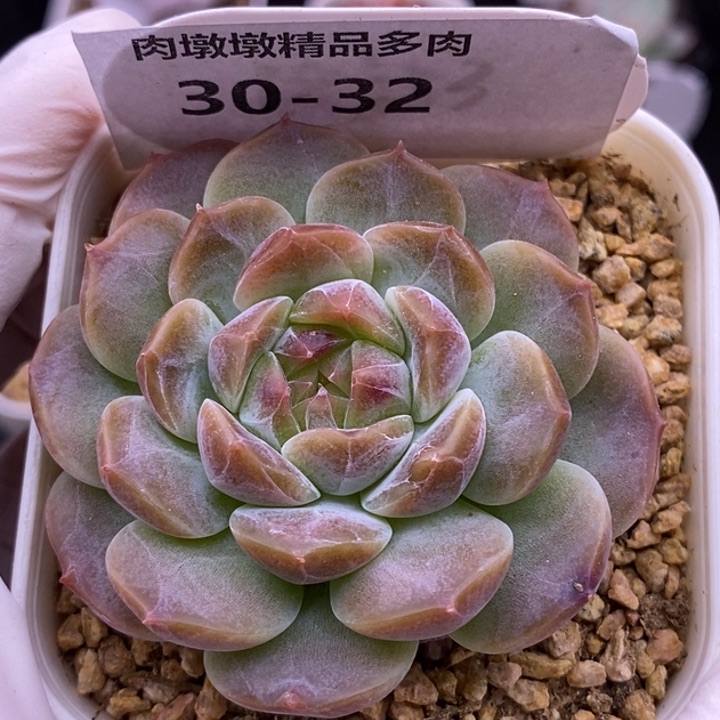 【闪购商品】30-32