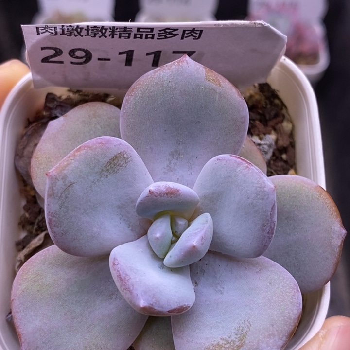 【闪购商品】29-117奶茶