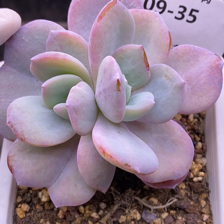 【闪购商品】09-35