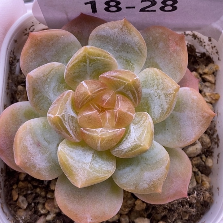 【闪购商品】18-28
