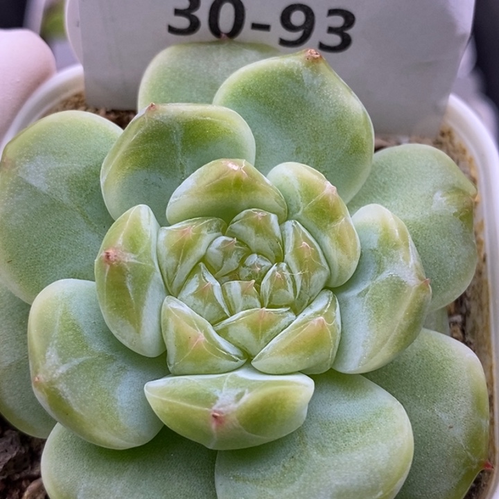 【闪购商品】30-93