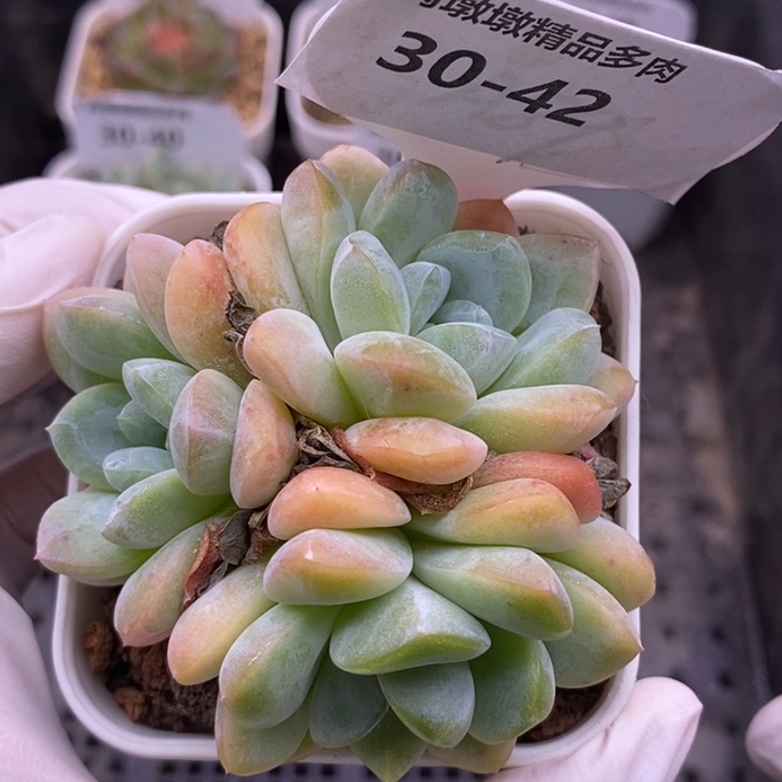 【闪购商品】30-42冰玉