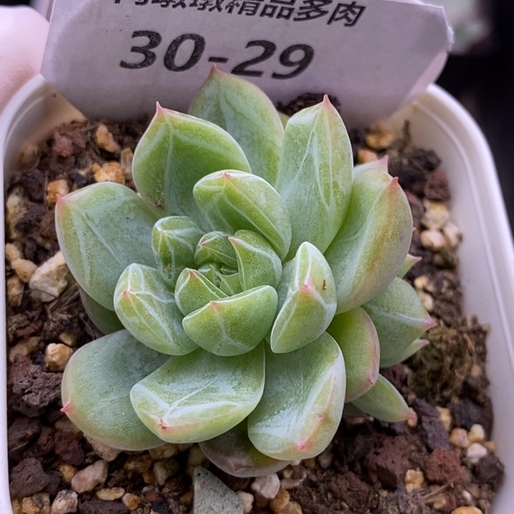 【闪购商品】30-29雪花珍妮