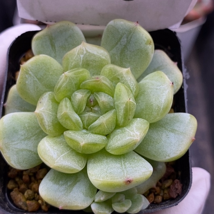 【闪购商品】25-103白恋