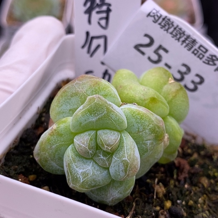 【闪购商品】25-33