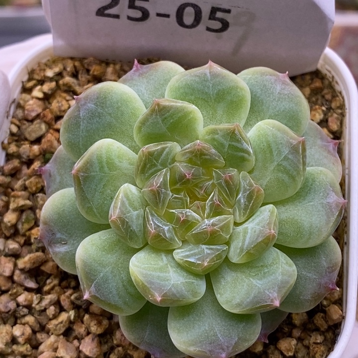 【闪购商品】25-05