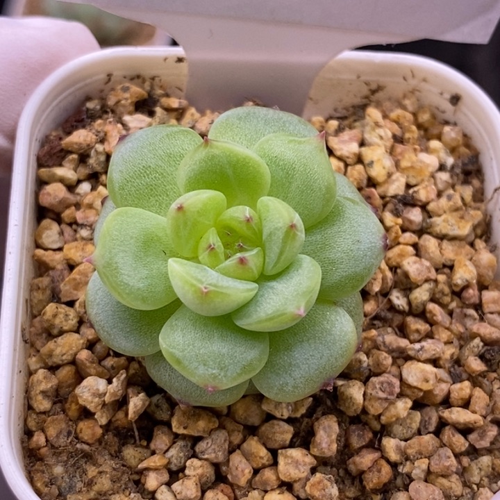 【闪购商品】30-75寒绯