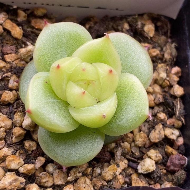 【闪购商品】18-158玉玲珑