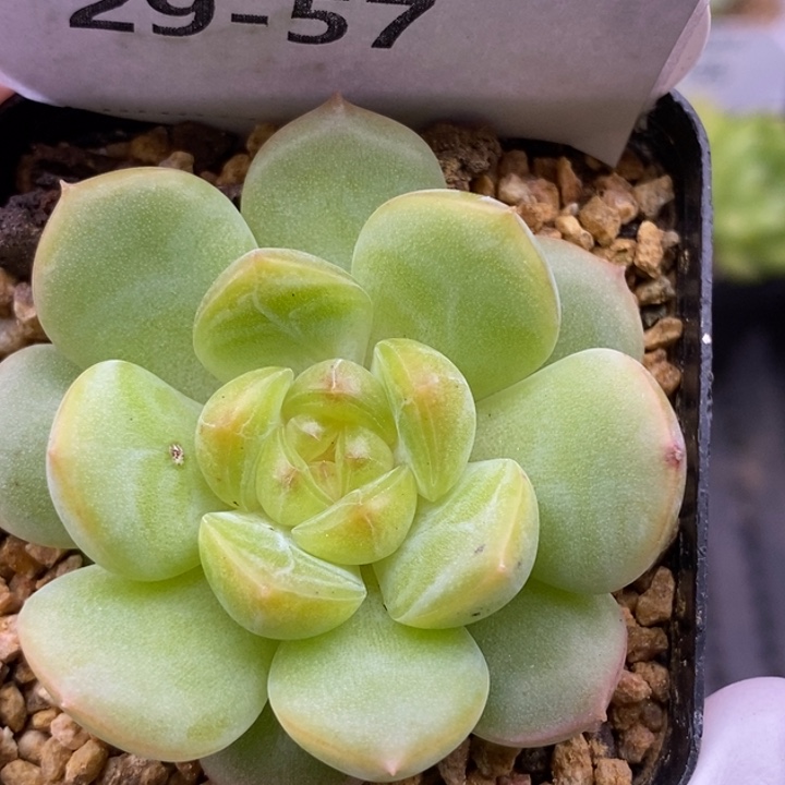 【闪购商品】29-57琴心