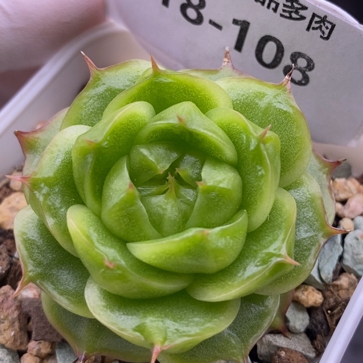 【闪购商品】18-108