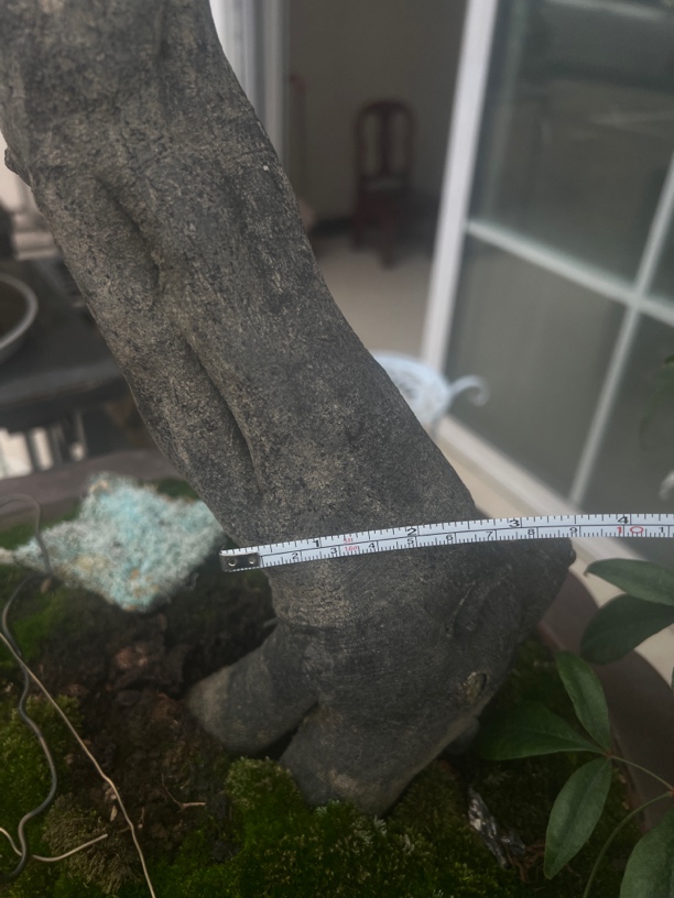 老鸭树直播间盆景艺术桩