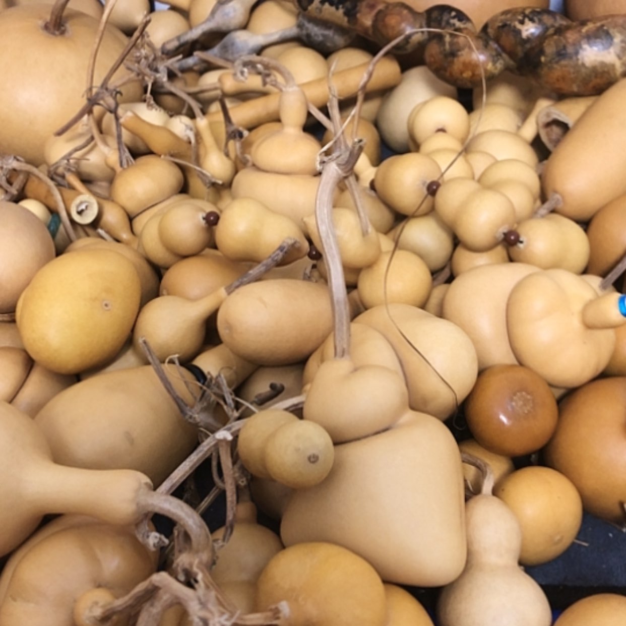 【闪购商品】天然葫芦