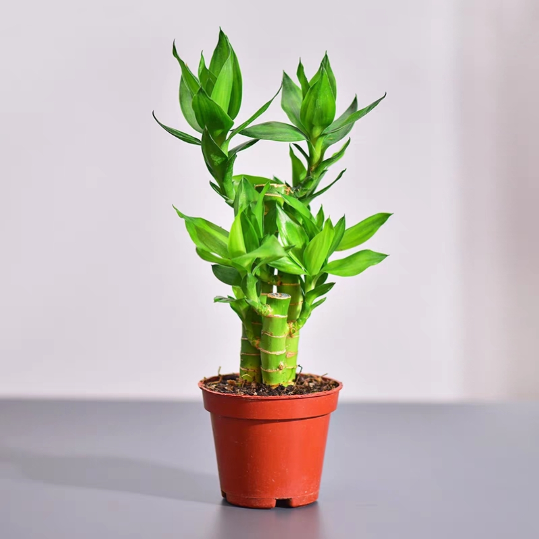 水培植物荷花竹水养盆栽室内花卉绿植文昌竹带根富贵竹净化步步高