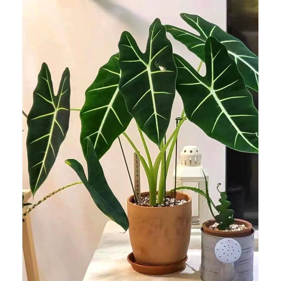 绿天鹅海芋天鹅绒叶稀有特级进口室内阳台高颜值热植入门绿植盆栽
