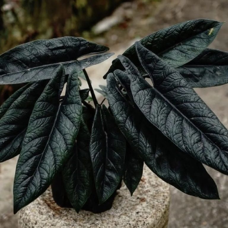 板盾海芋炼狱蝰蛇ins网红进口绿植盆栽室内阳台观叶植物盆栽好养