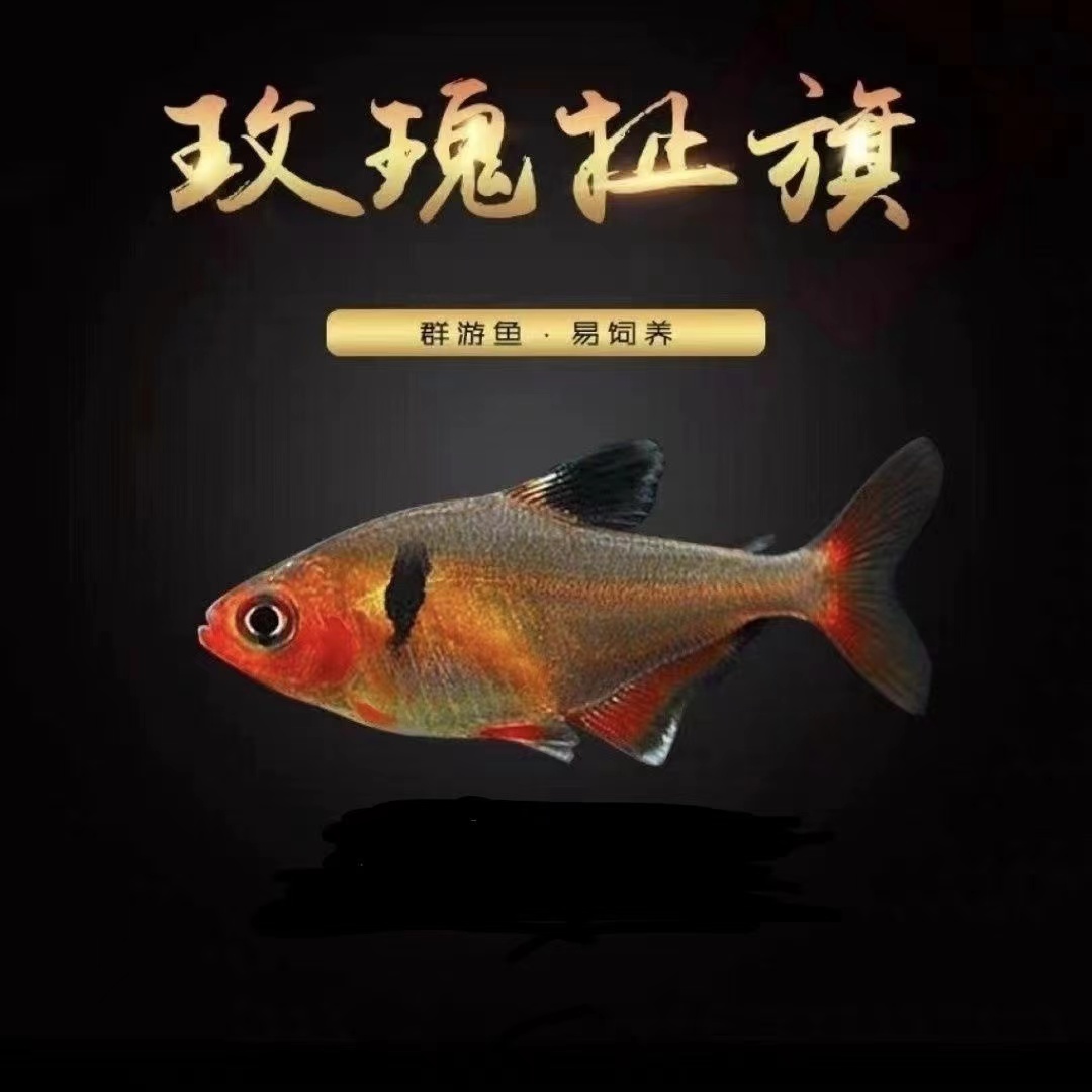 玫瑰扯旗鱼玫瑰鱼红衣梦幻旗火焰旗鱼易饲养七彩鱼热带鱼观赏小鱼