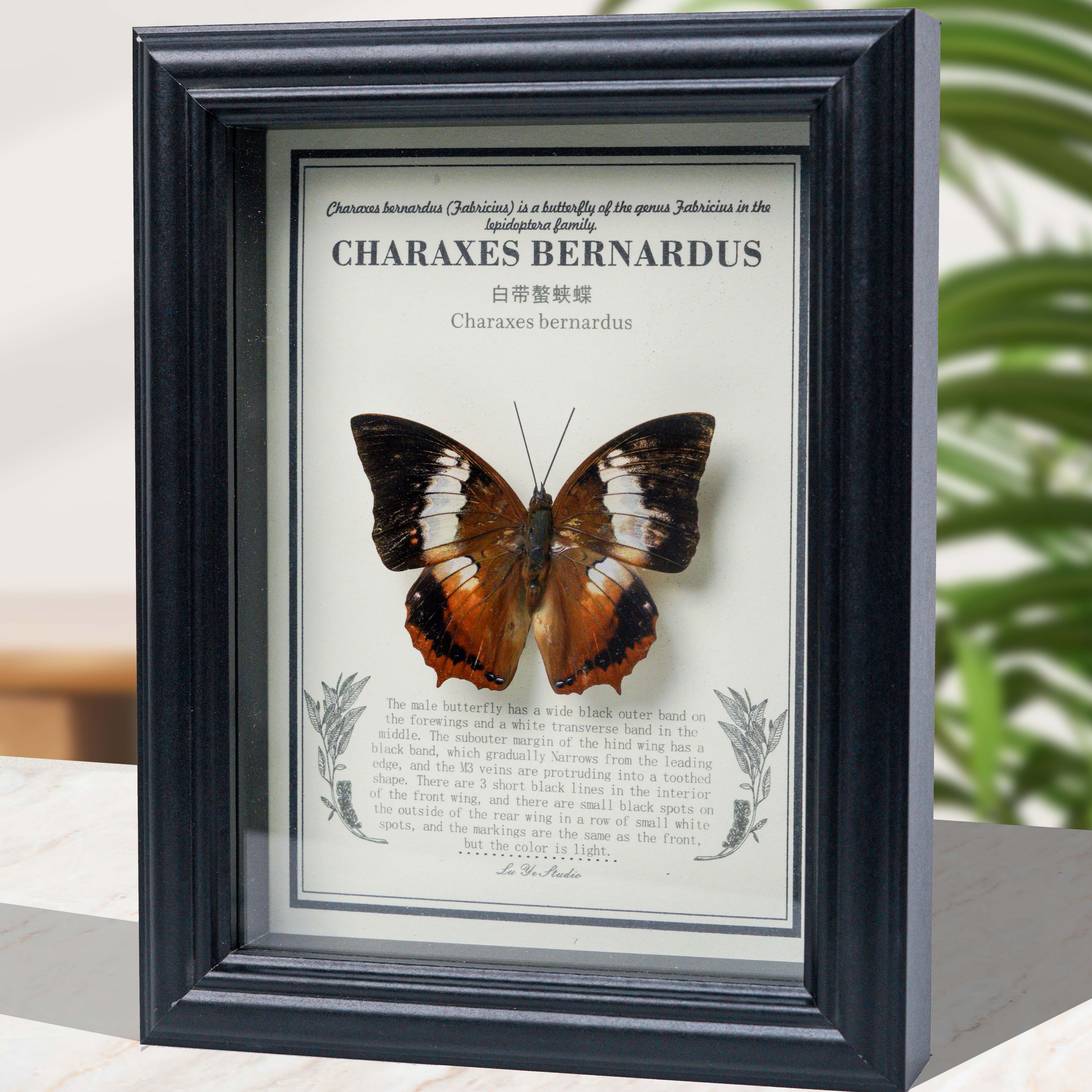 白带螯蛱蝶 真蝴蝶标本装饰画7寸复古相框摆件