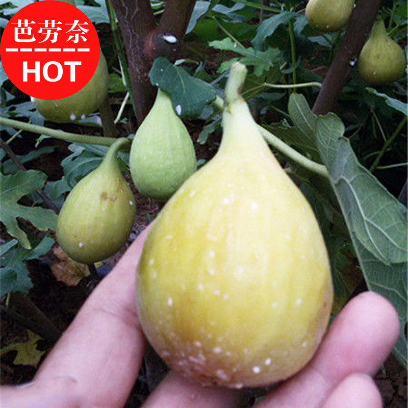 芭劳奈无花果树苗盆栽南方北方种植地栽当年结果果树阳台四季盆栽