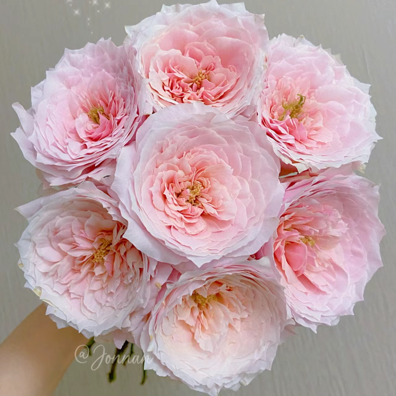 A级粉色系稀有玫瑰【小粉兔】干净养护