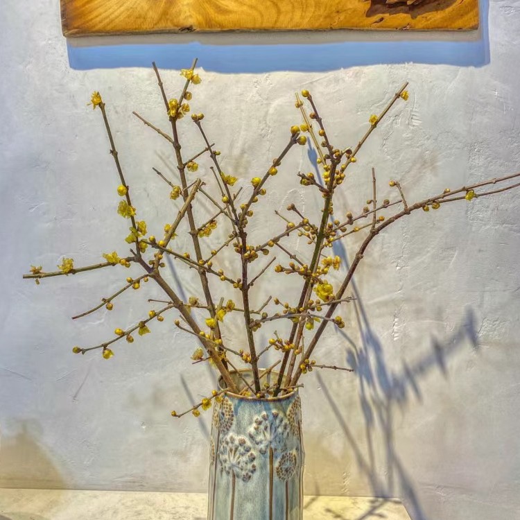 鲜切花中国腊梅/中国风/带香味