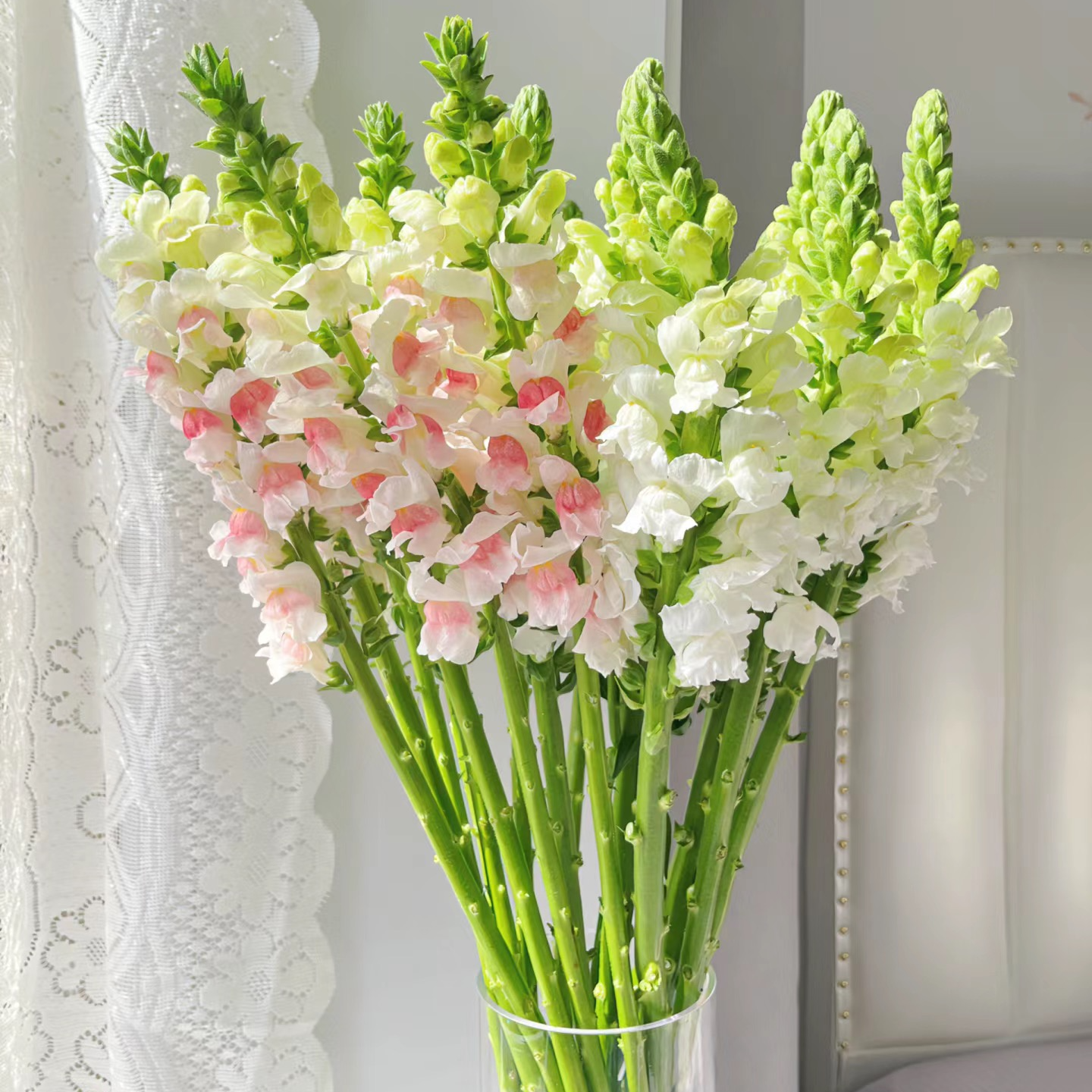 鲜切花【金鱼草】1扎10支100个花朵左右