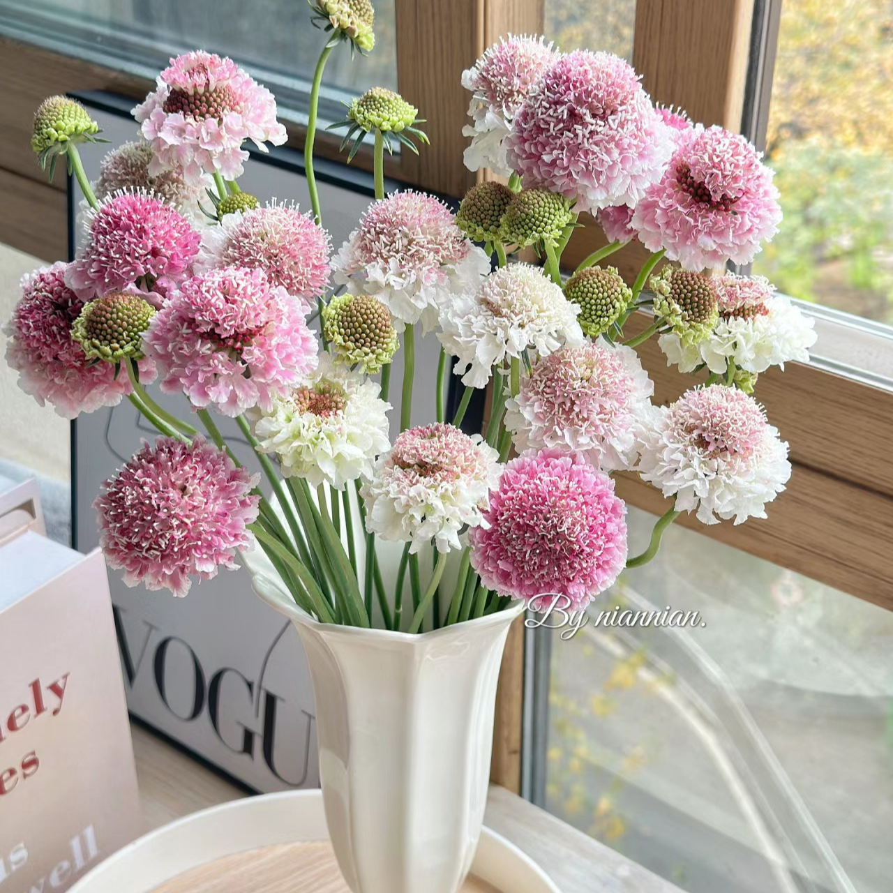 小众花材【松虫草】1扎10-15个花朵新鲜好看干净