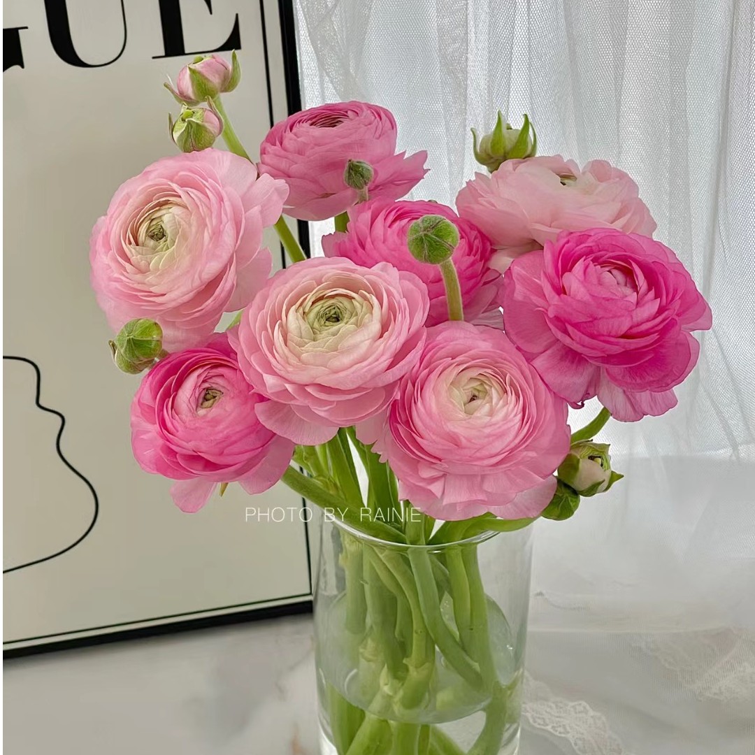 洋牡丹1扎10支【醒花勿拆花头硬纸壳】/好看精致洋牡丹/2扎1个邮费