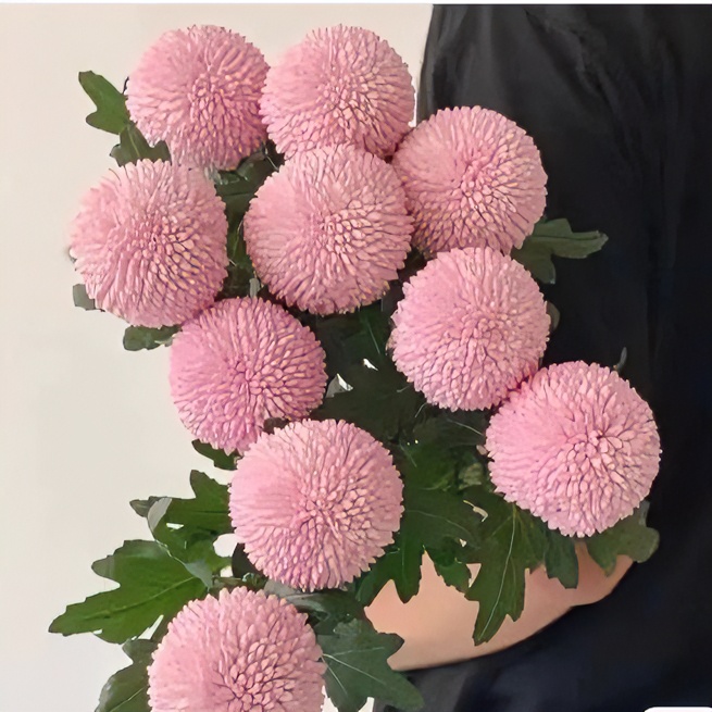 清新好养乒乓菊一扎10支【幸福团圆美满】好看新手菊花养护