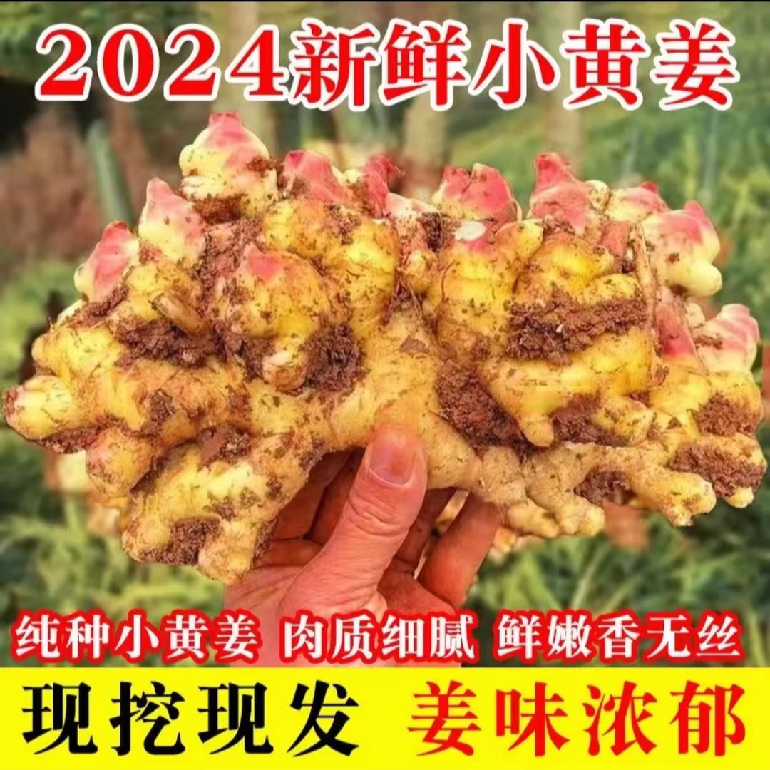 云南小黄姜生姜嫩姜产地直销姜香浓郁山地种植新鲜姜