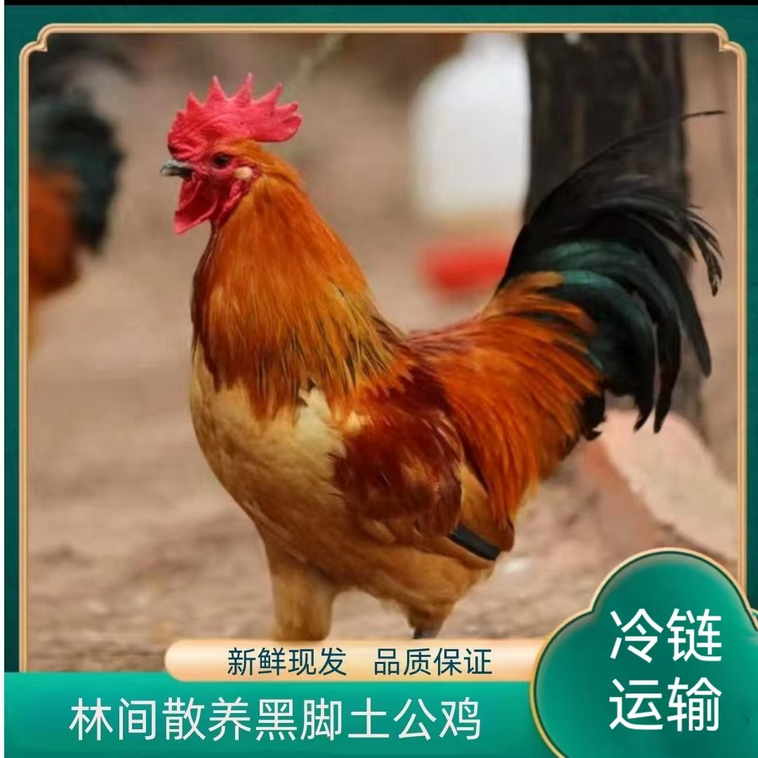 【年年】林间放养黑脚公鸡 3只净重9-10斤  带内脏