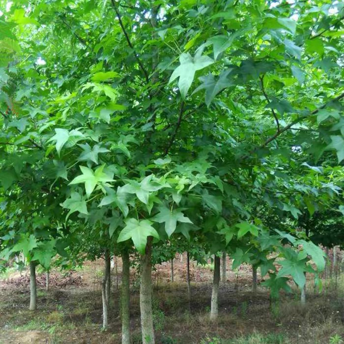 五角枫树苗高杆风景树庭院别墅小区耐寒植物花卉园林绿化工程苗