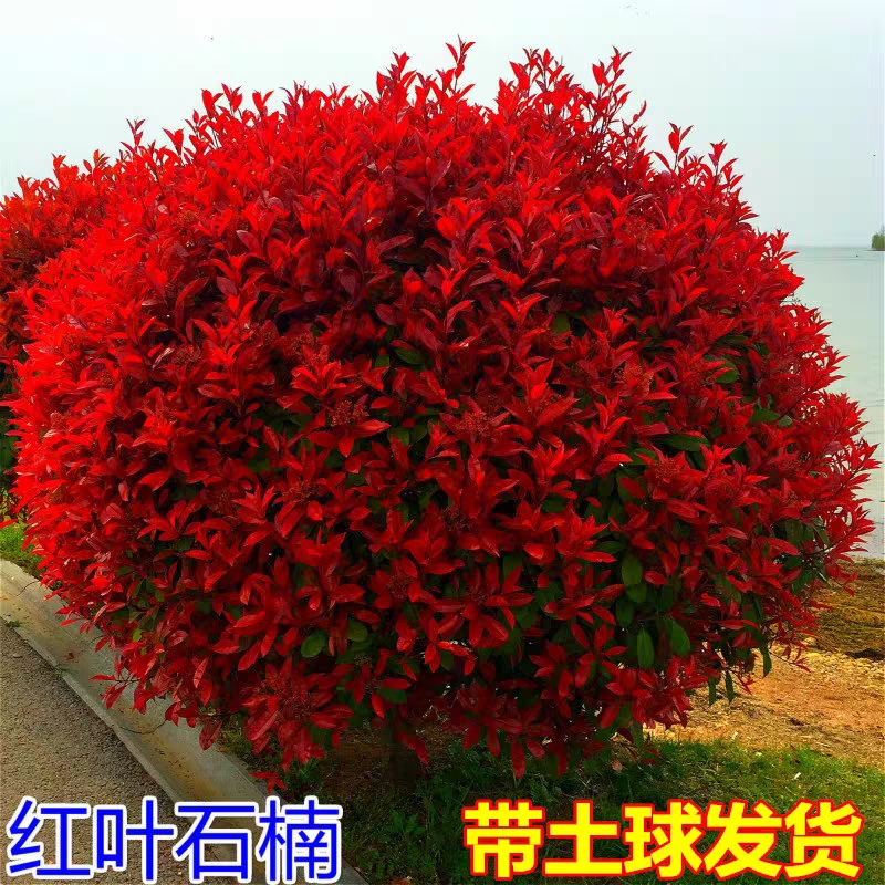 红叶石楠球耐寒火焰红罗兵红庭院美观地栽冬天不落叶绿化工程苗