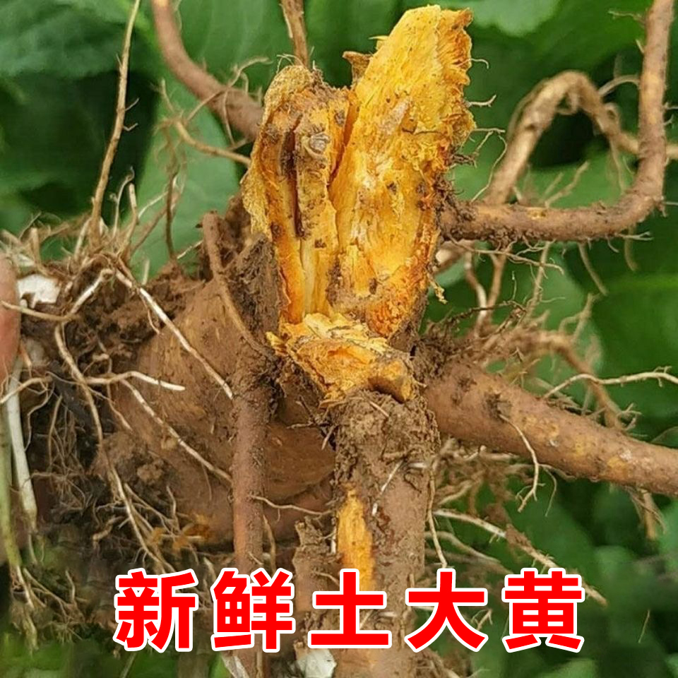 秦岭深山农家新鲜土大黄根野菠菜羊蹄根血三七天然