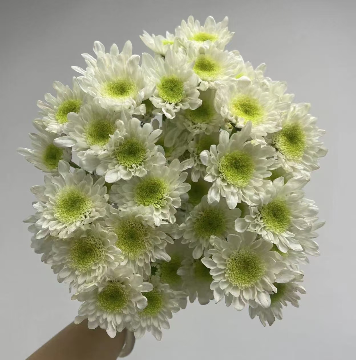 小雏菊 云南鲜花  家庭插花【全场任意四单顺丰包邮】