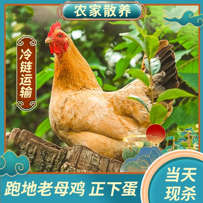【四只老母鸡毛重13斤】净重8-9斤左右 放养两年带黄油土鸡草鸡Y