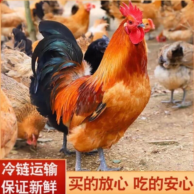 【小时候味道】正宗散养黑脚大公鸡 单只4.8斤 现宰现杀 拍一发二