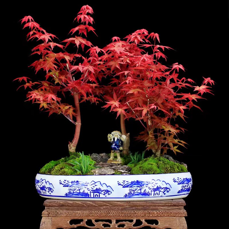 茶台，办公桌精品杂木盆景，一物一拍（榆树，红枫，石榴，白蜡，唐枫）