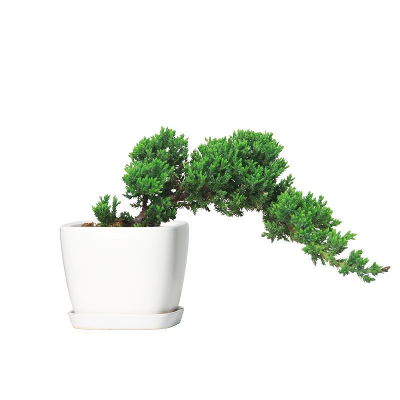 直播间一物一拍地柏珍珠柏盆景(私自下单随机发)