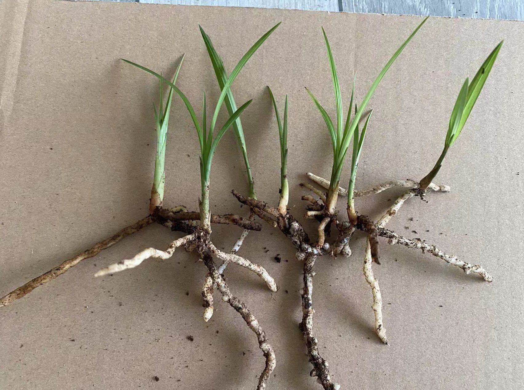 兰草盆景直播5-9一物一拍