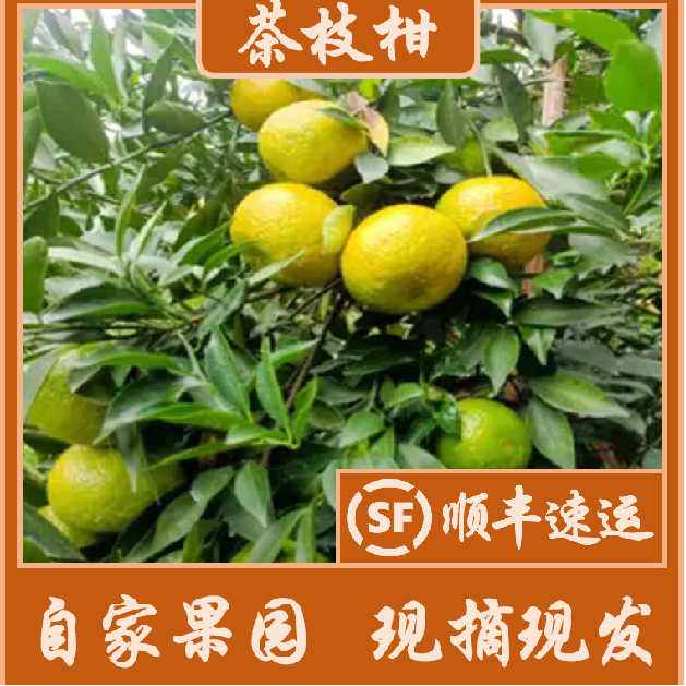 【2024年小青柑，二红/大红果，广西浦北茶枝柑陈皮，陈皮】