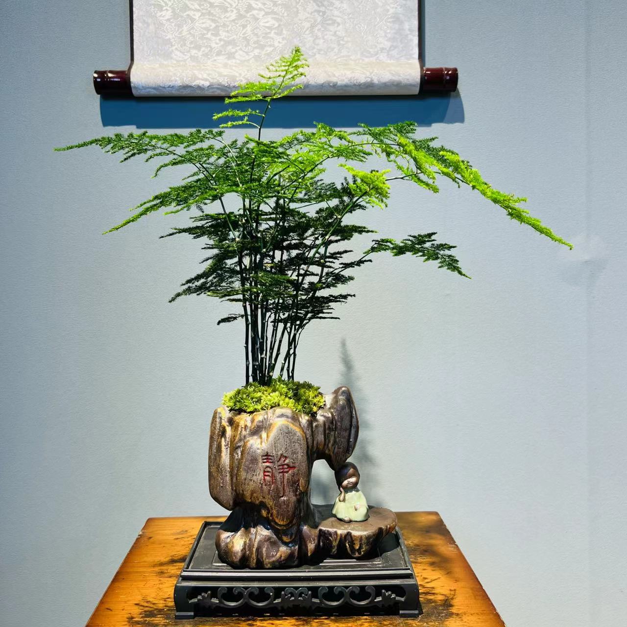 NX静盆造景文竹室内好养+185镂空座+小和尚