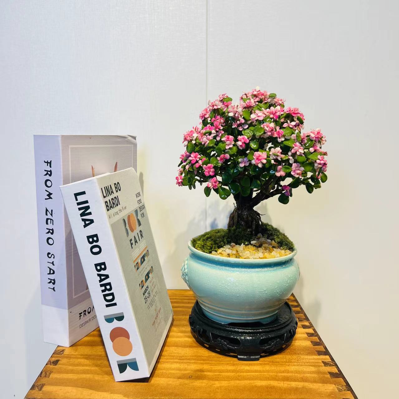 ZF老桩棒棒糖金枝玉叶+接水盘